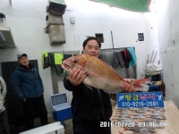 바다낚시 > 점주선장조황 > 7짜.6.6짜.5짜~~~마리수참돔!!! 7짜66짜5짜마리수참돔