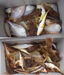 바다낚시 > 점주선장조황 > 성복호 25일 참가자미 조황소식 성복호 25일 참가자미 조황소식