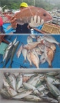 바다낚시 > 점주선장조황 > 대물참돔외 마릿수조황입니다.(찌낚시) 대물참돔외 마릿수조황입니다찌낚시