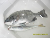 바다낚시 > 점주선장조황 > 낫개형제낚시 감성돔 조과입니다. 낫개형제낚시 감성돔 조과입니다