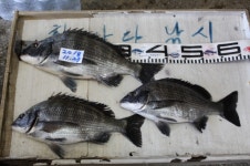 바다낚시 > 점주선장조황 > 가덕한바다낚시조황