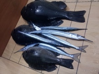 바다낚시 > 점주선장조황 > ♣♣포항 양포 방파제 (학꽁치&벵에돔) 조황 입니다.
