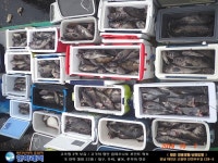 바다낚시 > 점주선장조황 > [한하 3호] 이어지는 대박 조황