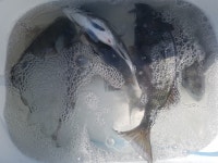 바다낚시 > 점주선장조황 > 약산면 득암항 바다호,2항차 사진.5짜포함등등입니다. 약산면 득암항 바다호2항차 사진5짜포함등등입니다