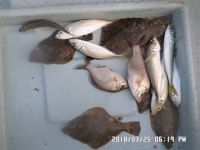 바다낚시 > 점주선장조황 > 해운대,청사포,도다리,정갱이,조황 해운대청사포도다리정갱이조황