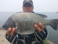 바다낚시 > 점주선장조황 > 군산 명암여 강성돔.우럭 군산 명암여 강성돔우럭