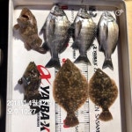 바다낚시 > 점주선장조황 > 12일 감성돔,도다리 조황 12일 감성돔도다리 조황