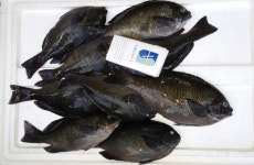 바다낚시 > 점주선장조황 > ◆온산 씨알좋은 벵에 초대박조황^^특대생진공파래새우판매! ◆온산 씨알좋은 벵에 초대박조황특대생진공파래새우판매