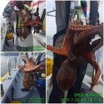 바다낚시 > 점주선장조황 > 에코피싱 돌문어 조황입니다, 에코피싱 돌문어 조황입니다