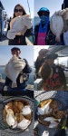 바다낚시 > 점주선장조황 > 4/19오전도다리참가자미 조황 시원한 동해바다로 힐링하러 고고~~ 419오전도다리참가자미 조황 시원한 동해바다로... 