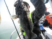 바다낚시 > 점주선장조황 > 5월1일오천항영환호우럭조황 5월1일오천항영환호우럭조황