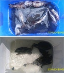 바다낚시 > 점주선장조황 > 지세포권 벵에돔 괜찮네요!