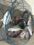 바다낚시 > 점주선장조황 > 땅끝바다낚시터 7월 10일 조황정보 해남,좌대노지,바다낚시 낚시+글램핑