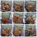 바다낚시 > 점주선장조황 > (건담호)돌문어 꾸준한 조황~~^^ 평일 자리 예약가능^^