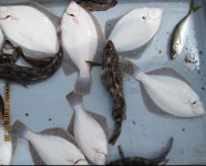 바다낚시 > 점주선장조황 > 송정조양호 게르치,도다리,조황 송정조양호 게르치도다리조황