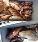 바다낚시 > 점주선장조황 > 열기시즌이 시작 되었습니다. 열기시즌이 시작 되었습니다