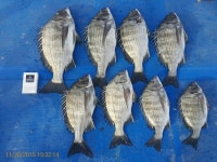 바다낚시 > 점주선장조황 > 징기스칸피싱 오늘은 완전 초보조사님들 회식날~~~ 징기스칸피싱 오늘은 완전 초보조사님들 회식날