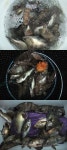 양지캠프일호 | 바다낚시 > 점주선장조황 > 비연호 볼락 비연호 볼락
