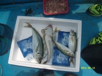 바다낚시 > 점주선장조황 > 청사포,만성호,도다리,참돔,잡어,조황 청사포만성호도다리참돔잡어조황