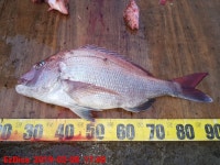 바다낚시 > 점주선장조황 > 69짜 참돔 조항@