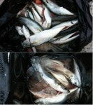 바다낚시 > 점주선장조황 > 구산면 7.19일 방파제 고등어 조황 구산면 719일 방파제 고등어 조황