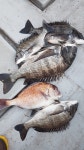 바다낚시 > 점주선장조황 > 항촌,가천 선상 베드로호 5짜 감성돔 구경하세요~ 항촌가천 선상 베드로호 5짜 감성돔 구경하세요