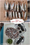 바다낚시 > 점주선장조황 > 포항 영일 신항만 도방에서는 전갱이 조황이 ....그외는