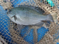 바다낚시 > 점주선장조황 > 거제권 벵에돔 참돔 선상출조 안내 거제권 벵에돔 참돔 선상출조 안내