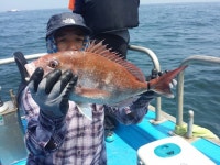 바다낚시 > 점주선장조황 > 6/21 고군산 말도권 참돔 선상낚시 조황!! 621 고군산 말도권 참돔 선상낚시 조황
