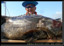 바다낚시 > 점주선장조황 > 8월 11일 조황 정보. ☞서해대교 바다낚시터☜ 8월 11일 조황 정보 ☞서해대교 바다낚시터☜