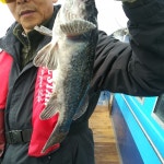 바다낚시 > 점주선장조황 > 4월30일오천영환호고기많이잡아요