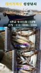 바다낚시 > 점주선장조황 > 구산면 타이거 화살촉오징어