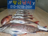바다낚시 > 점주선장조황 > 7짜.5짜~~~참돔~~` 7짜5짜참돔