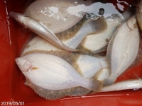 바다낚시 > 점주선장조황 > 봄도다리 조황입니다