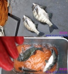 바다낚시 > 점주선장조황 > 고성바다.감성돔 중치급 조황,,, 고성바다감성돔 중치급 조황