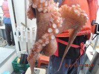 바다낚시 > 점주선장조황 > 문어 한 마리가 3kg가 넘네요.. 오늘도 돌문어 넘치는 조과!!