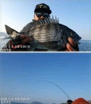 바다낚시 > 점주선장조황 > ((대물감성돔 어초흘림))실시간/4짜4짜4짜4짜 진행중입니다