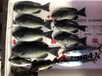 바다낚시 > 점주선장조황 > 13일 후포 벵에돔 조황 13일 후포 벵에돔 조황