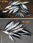 바다낚시 > 점주선장조황 > 포항 영일 신항만 고등어와 주말 즐기기