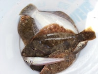 바다낚시 > 점주선장조황 > 봄 도다리 쭈꾸미 장어 봄야유회 조황입니다 봄 도다리 쭈꾸미 장어 봄야유회 조황입니다