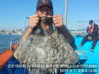 바다낚시 > 점주선장조황 > 8/31일 오늘도 군산 대성호 쭈꾸미 망탱이 대박 굿 조황(구 대호피싱 헐크선장)자리여유