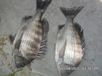 바다낚시 > 점주선장조황 > 공룡호,(선상흘림) 오늘 6마리는 올라오다가 빠지고, 2마리만.... 공룡호선상흘림 오늘 6마리는 올라오다가 빠지고... 