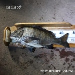 바다낚시 > 점주선장조황 > 포항선상낚시 제2대일호 3월 31일도 대어~!