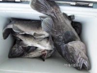 바다낚시 > 점주선장조황 > ★왕우럭 1번지 첫 출항에 대박으로 달렸어요 ★왕우럭 1번지 첫 출항에 대박으로 달렸어요