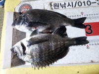 바다낚시 > 점주선장조황 > 동해시 용정방파제,갯바위 감성돔 동해시 용정방파제갯바위 감성돔