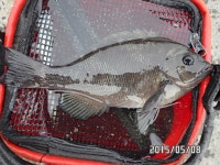 바다낚시 > 점주선장조황 > ◆◆온산 퇴근길 짬낚 벵에^^살아있는 파래새우입고 판매!! ◆◆온산 퇴근길 짬낚 벵에살아있는 파래새우입고 판매