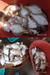 바다낚시 > 점주선장조황 > 21인승비너스호참가자미 대박 11/25 21인승비너스호참가자미 대박 1125