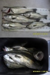 바다낚시 > 점주선장조황 > 낫개 농어는 풍덩풍덩 감시는 쏙~~ 낫개 농어는 풍덩풍덩 감시는 쏙