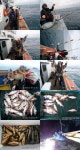 바다낚시 > 점주선장조황 > 통영들물 열기도 오징어도 줄줄이 1타8피 100타이상~~~