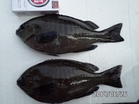 바다낚시 > 점주선장조황 > ◆◆온산 벵에~씨알좋은 파래새우 판매중!!!◆◆온산 벵에씨알좋은 파래새우 판매중